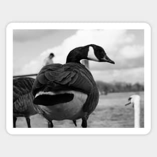 Canadian Goose stare Sticker